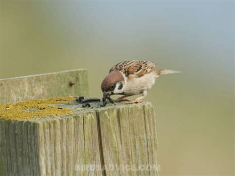 What Do Sparrows Eat A Complete Guide Of Feeding Sparrows