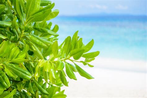 Premium Photo Green Leaves With Beach And Sea Is Background