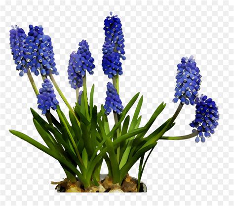 English Lavender Cut Flowers Hyacinth Bluebonnet Hyacinth Flower