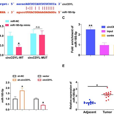 Circcdyl Could Interact With Mir P A The Prediction Binding