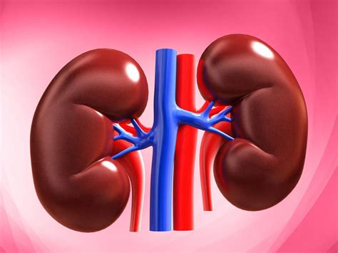 Kidney Detox: 5 Foods That Can Help Remove Impurities And Prevent Kidney Stones | TheHealthSite.com