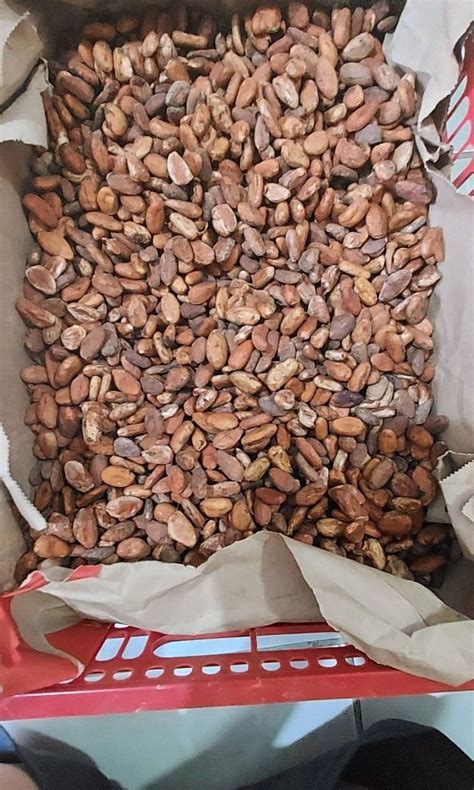 Dried Cacao Seeds on Carousell