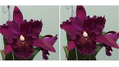 Cattleya Chia Lin Como Cultivar YouTube