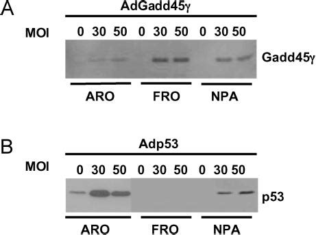 Western Blot Analysis Of Gadd45 And P53 Protein Expression In