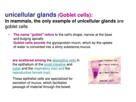 Ppt Glandular Epithelium Powerpoint Presentation Free Download Id 6948682