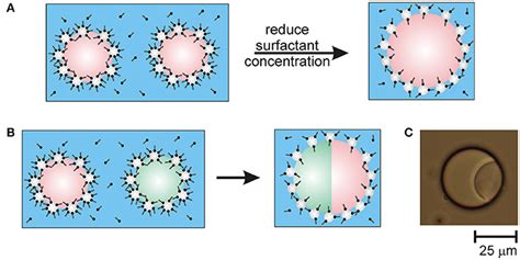 Frontiers Droplet Fusion In Oil In Water Pickering Emulsions