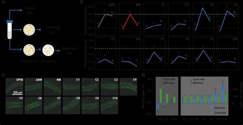 Cognitive Effects on C. elegans. A) Diagram showing the three different ...