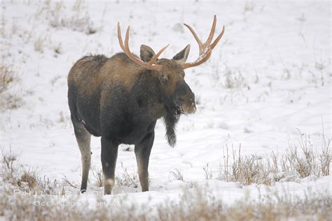 Moose Alces Alces Yellowstone National Park Wyoming 19680