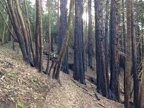 Ferns Flush First After Fire Save The Redwoods League