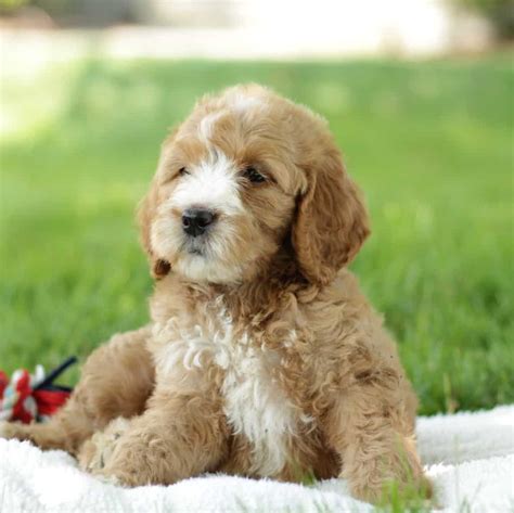 Goldendoodle - Standard • Infinity Pups