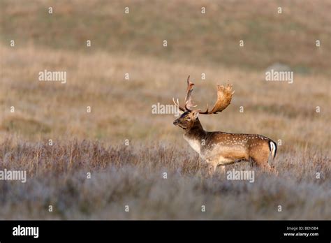 Fallow Deer Dama Dama Stock Photo Alamy