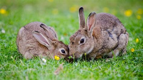 Declaran El Conejo Como Una Especie En Peligro De Extinción