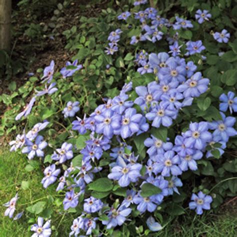 Clematis Blue Pillar Slovensketrvalkysk Slovensketrvalkysk