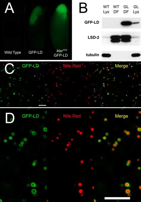 Gfp Ld Puncta Are Lipid Droplets A B Gfp Ld Co Purifies With Lipid