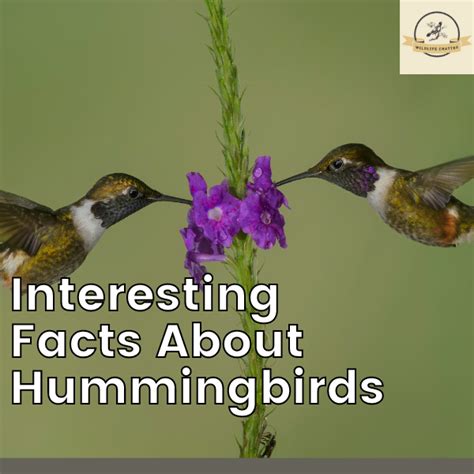 Interesting Facts About Hummingbirds Complete Guide