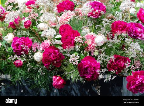 Red Peony Rose Bouquet With Gypsophilla And Green Stock Photo Alamy