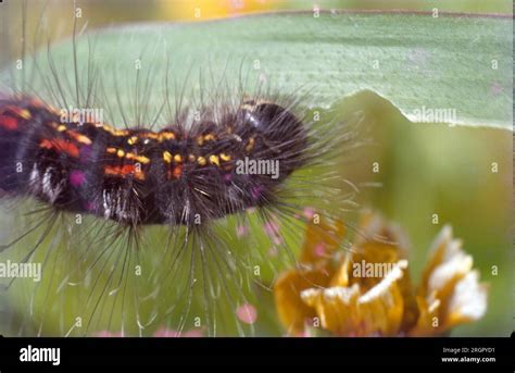 Les Chenilles Sont Fondamentalement De Minuscules Insectes Qui Sont Des