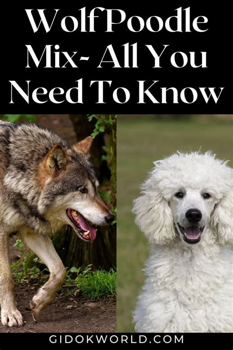 Wolf Poodle Mix All You Need To Know In 2022 Poodle Mix Hybrid Dogs