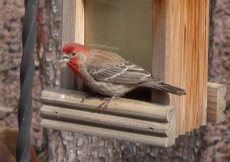 Free Images Wildlife Beak Fauna Vertebrate Finch Inmybackyard