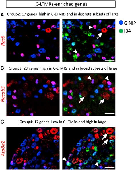 C Ltmrs Enriched Genes Exhibit Heterogeneous Expression Patterns In Drg