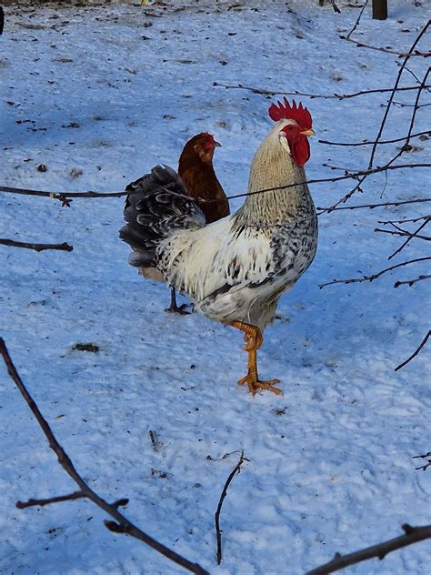 Młody Kogut z chowu naturalnego Pinczyn OLX pl