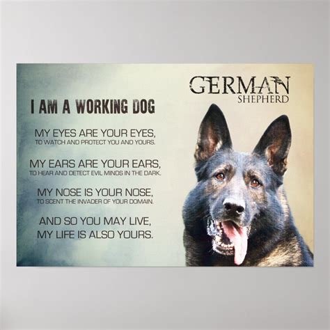 Working German Shepherd Dog Gsd Poster Zazzle In 2024 German