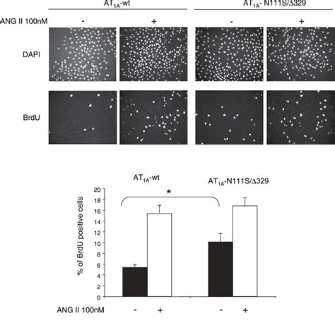 Pdf The At A Receptor Gain Of Function Mutant N S Delta Is