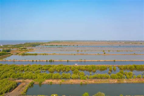 How To Start Shrimp Farming In Mexico Key Rules Requirements