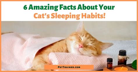 6 Amazing Facts About Cat Sleeping Habits - Pet Trained