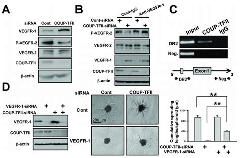 Coup Tfii Regulates Vegf Vegfr 2 Signaling By Direct Repression Of