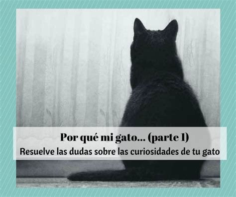 ¿por Qué Mi Gato… 1ª Entrega Cosas De Gatos