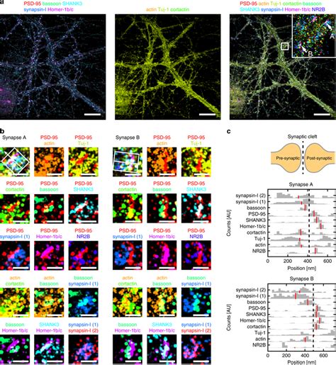 Distributions of synaptic proteins within individual synapses. a ...