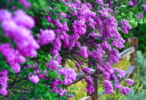 20 Stunning Lilac Varieties To Fill Your Garden With Fragrance Color