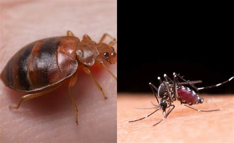 What Are Some Differences Between Bed Bug Bites And Mosquito Bites Truly Nolen India