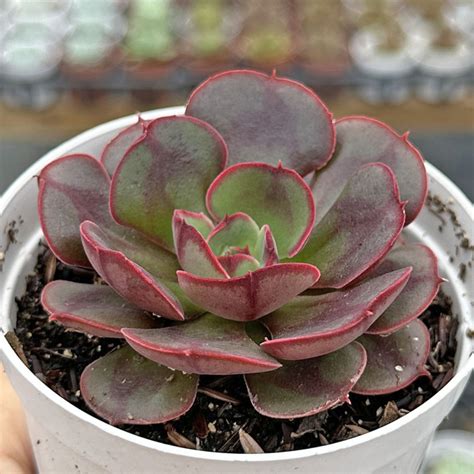 Echeveria Rauber Comprar Em Suculentas Da Pri