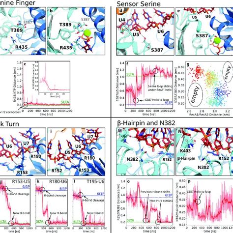 Molecular Switches Of The Closing Process Conformational Transitions