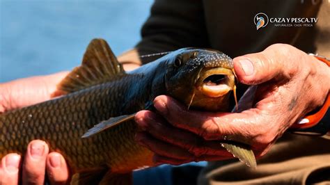 Pesca Al Feeder Con Cebador De Ca Da Lenta