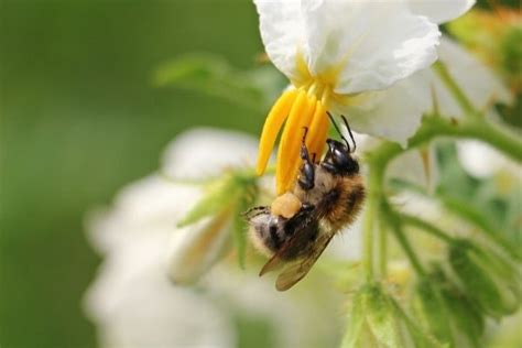 Are Insects Herbivores Answered And Explained Outlife Expert