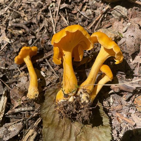 Cantharellus Lateritius Smooth Chanterelles Eat The Planet