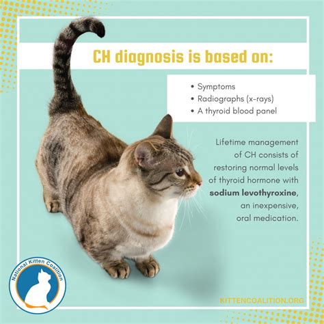 Diagnosing And Treating Kittens With Congenital Hypothyroidism National Kitten Coalition