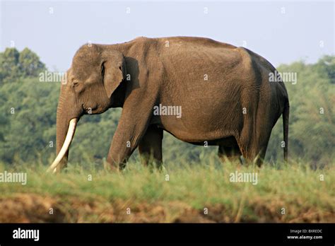 Indian elephant hi-res stock photography and images - Alamy