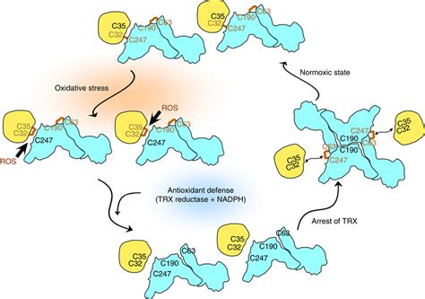 Proposed Molecular Mechanism Of The Negative Regulation Of TRX By