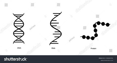 Molecular Structure Dna Rna Protein That Stock Vector Royalty Free