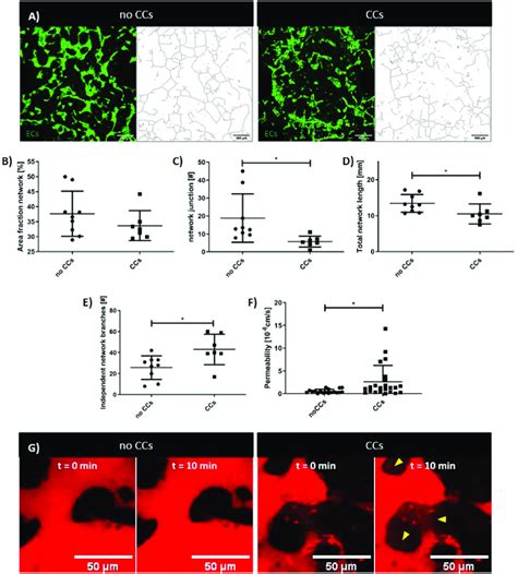 CCs Affect Microvascular Network Architecture And Permeability