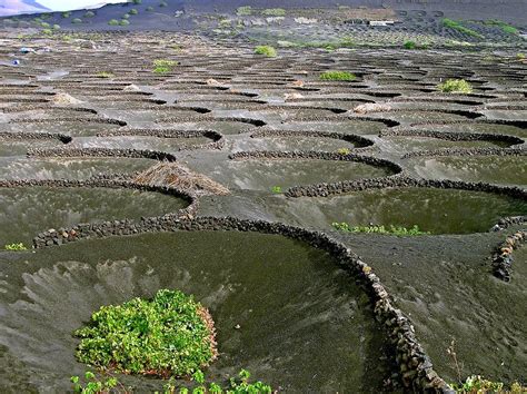 La Geria Lanzarotes Volcanic Vineyards Kuriositas