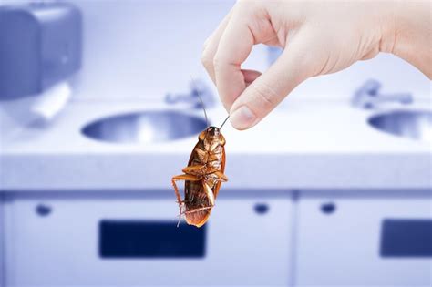 Cucaracha Con Fondo De Fregadero De Cocina Eliminar Cucaracha En La