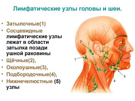 Карта лимфоузлов на шее фото - PwCalc.ru