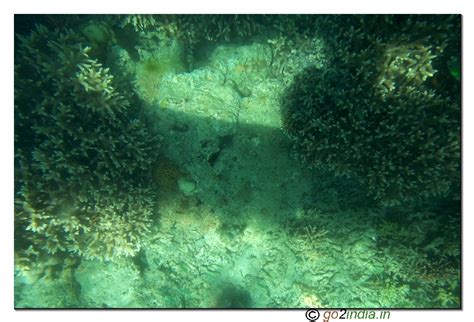 Under Water Coral View Through Glass Boat In Jolly Buoy