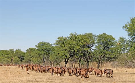 Kalahari Red Goats: Hardy and Profitable - Agri4Africa