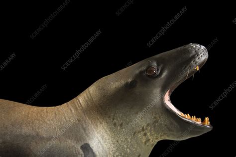 Leopard Seal Stock Image C Science Photo Library